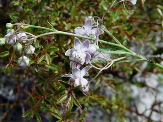 {Asclepias cinerea}